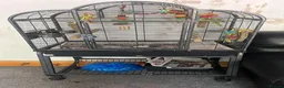 Ringnecks birds for sale: indian ringneck parrot in Birmingham - Advert 2