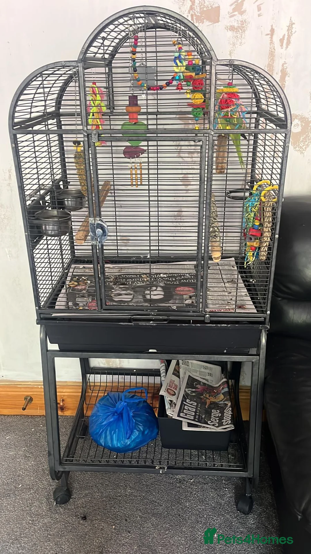 Ringnecks birds for sale: indian ringneck parrot in Birmingham - Advert 2