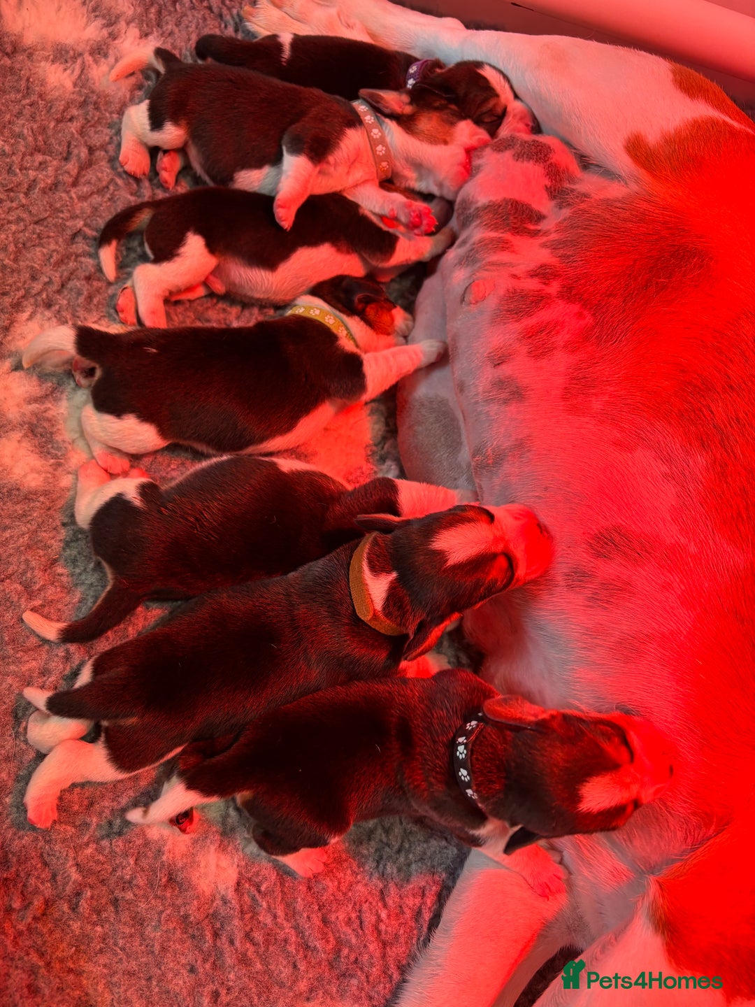 Beagle dogs for sale: Absolutely stunning KC registered beagle puppies  - Image 6