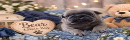 Pug dogs for sale: Exotic Pug puppies  - Advert 1