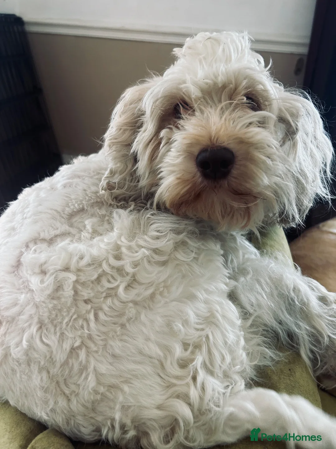 Cockapoo dogs for sale: Beautiful Cockapoo Girl - wonderful temperament  - Advert 4