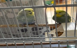 Budgerigars birds for sale: Male and female budgies both 2 years old - Image 2
