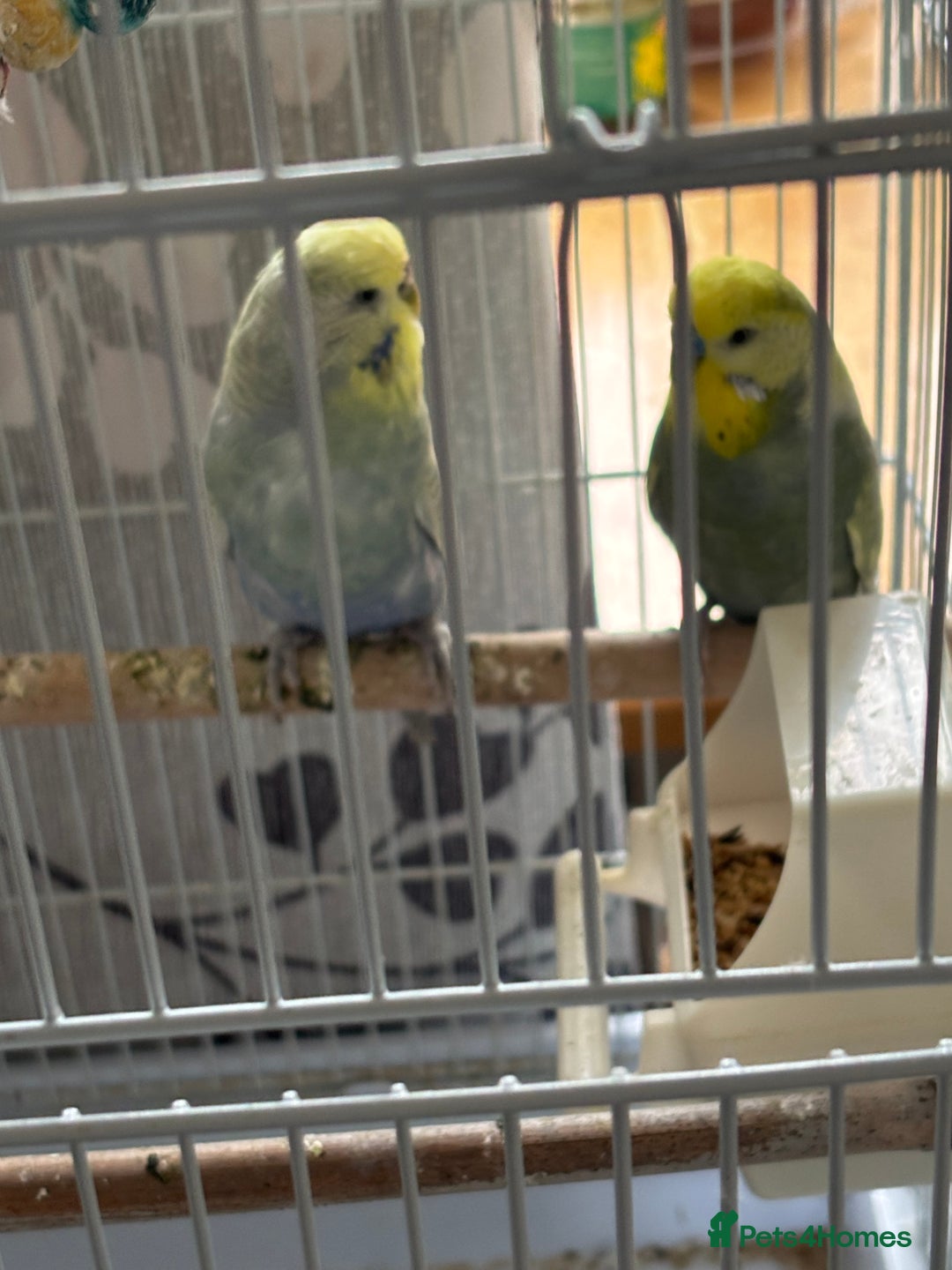 Budgerigars birds for sale: Male and female budgies both 2 years old - Image 2