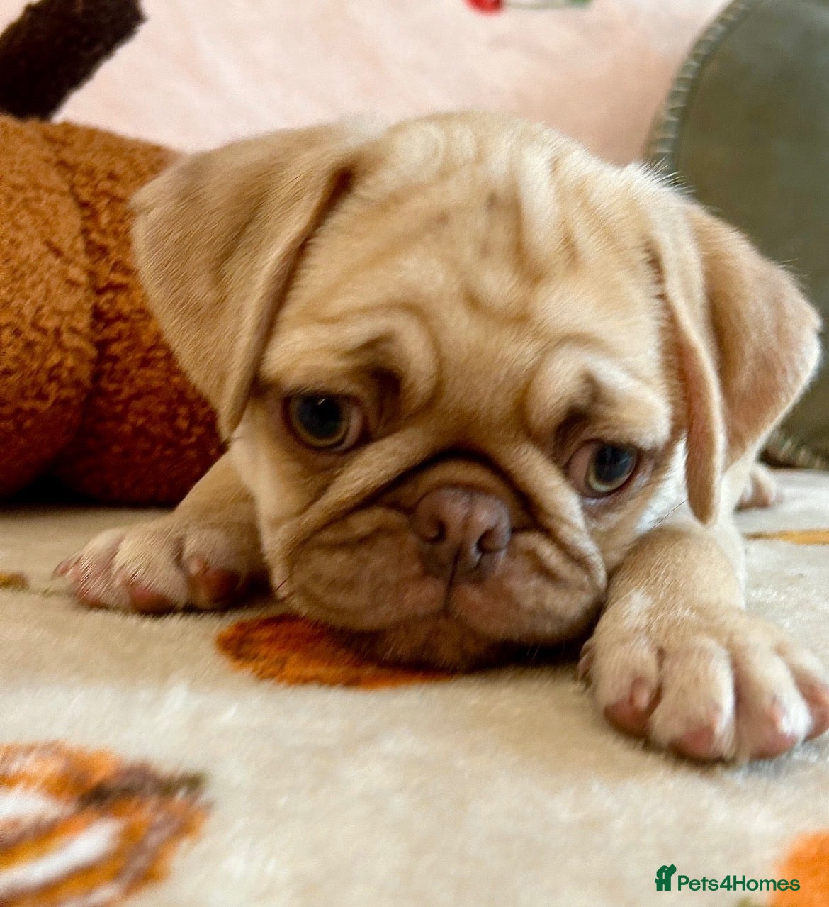 Pug dogs Stunning quality PUG puppies ❤️ Ready Now ❤️ - Advert 7