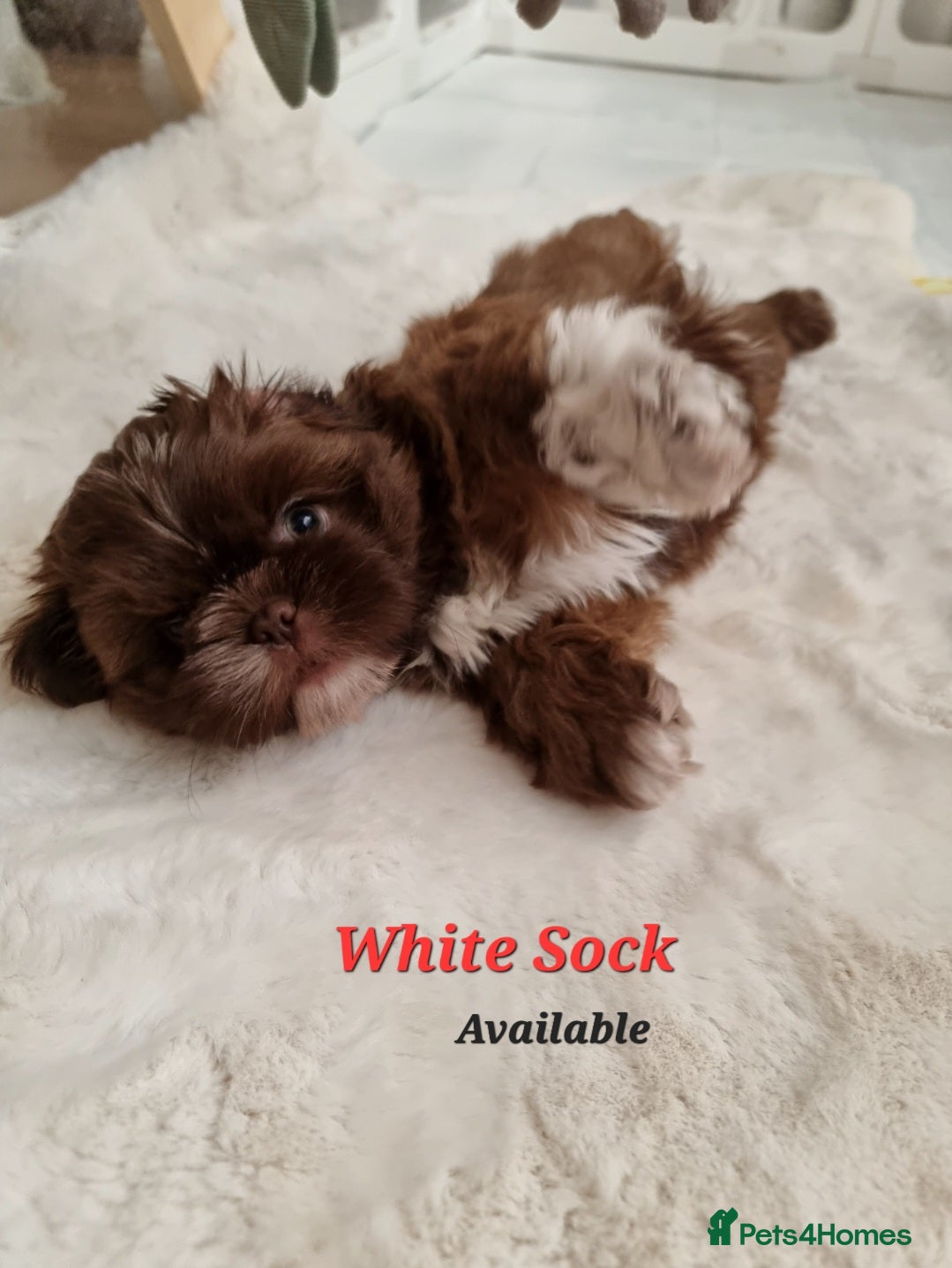 Shih Tzu dogs Only 2 Boys left Imperial Shih Tzu - Advert 4