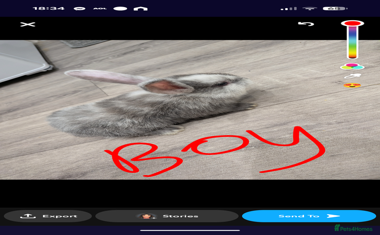 Mini Lop rabbits - Advert 2