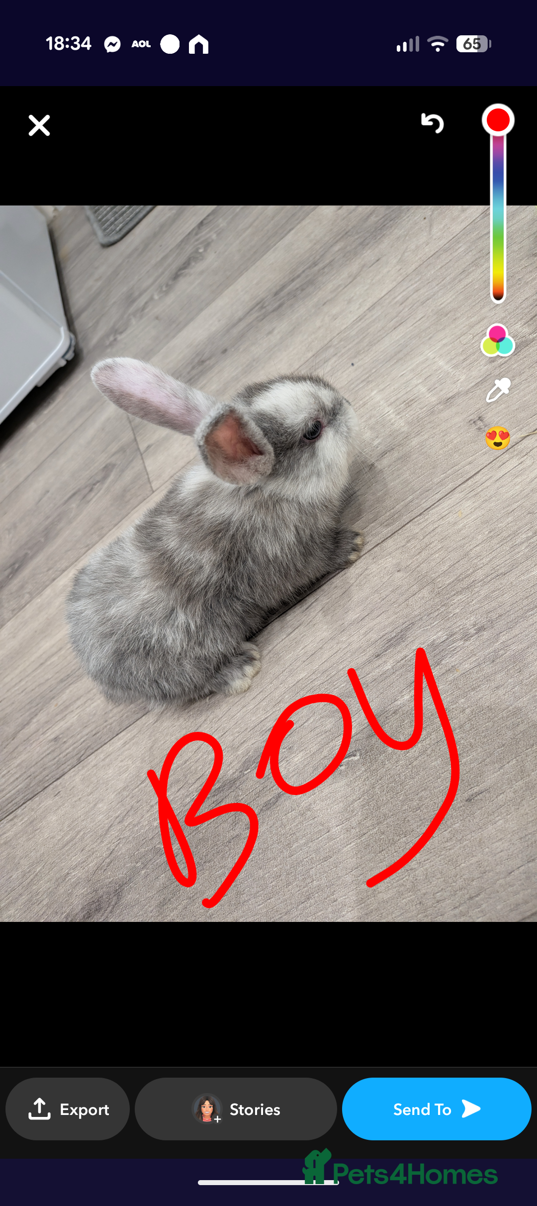 Mini Lop rabbits for sale: Mini loop bunnies  - Image 1