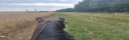 English Thoroughbred horses for sale: Sienna - 15.2hh, 10yo TB MARE in Corby - Advert 12
