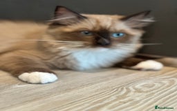 Ragdoll cats for sale: Rare European Chunky ragdolls - Image 19