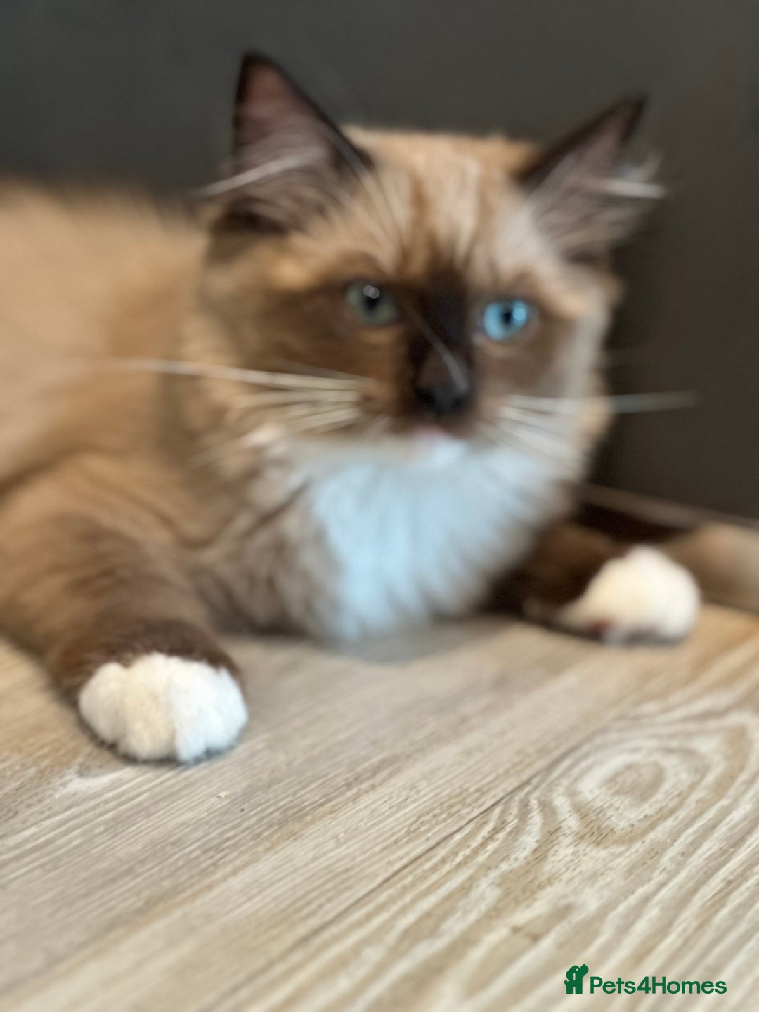 Ragdoll cats for sale: Rare European Chunky ragdolls - Image 19