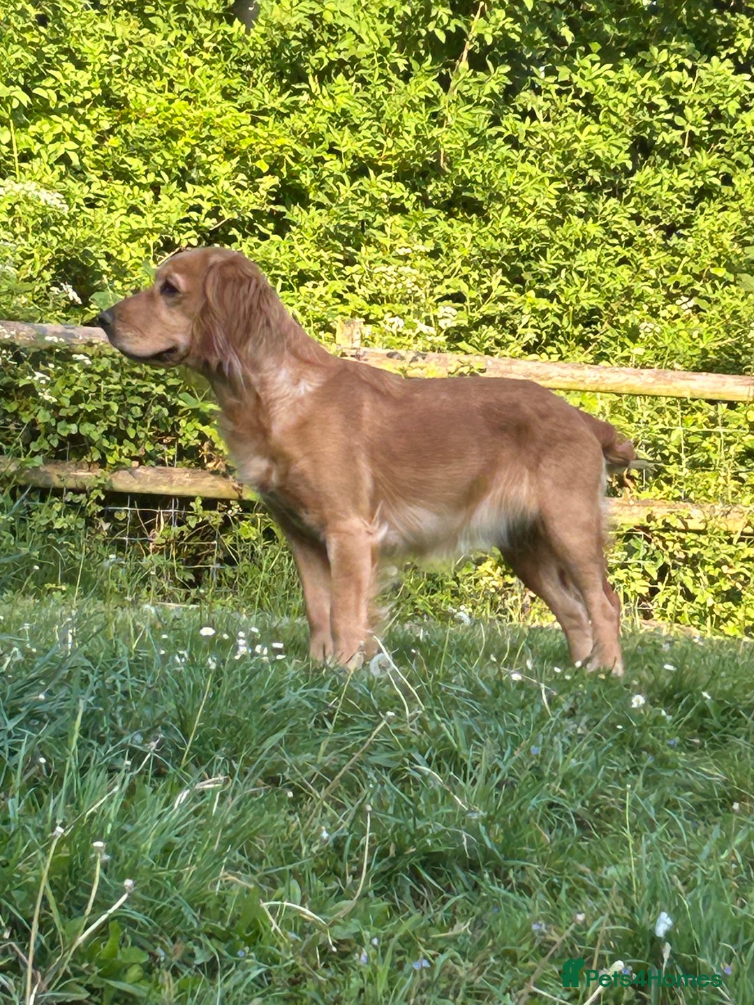 Cocker Spaniel dogs for sale: Working Cocker Spaniels  - Image 6