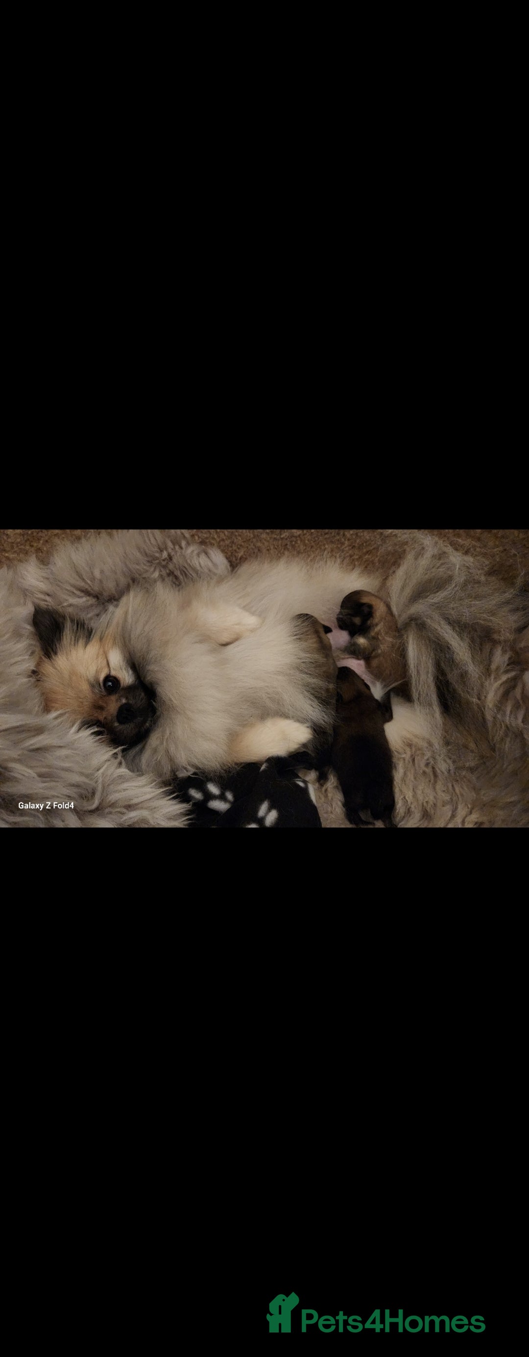 Pomeranian dogs for sale: Tiny Fluff-Balls looking for Forever Homes - Advert 14