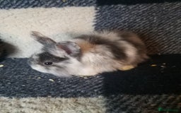 Lionhead rabbits for sale: Blue harlequin Mini lion lops  - Image 10