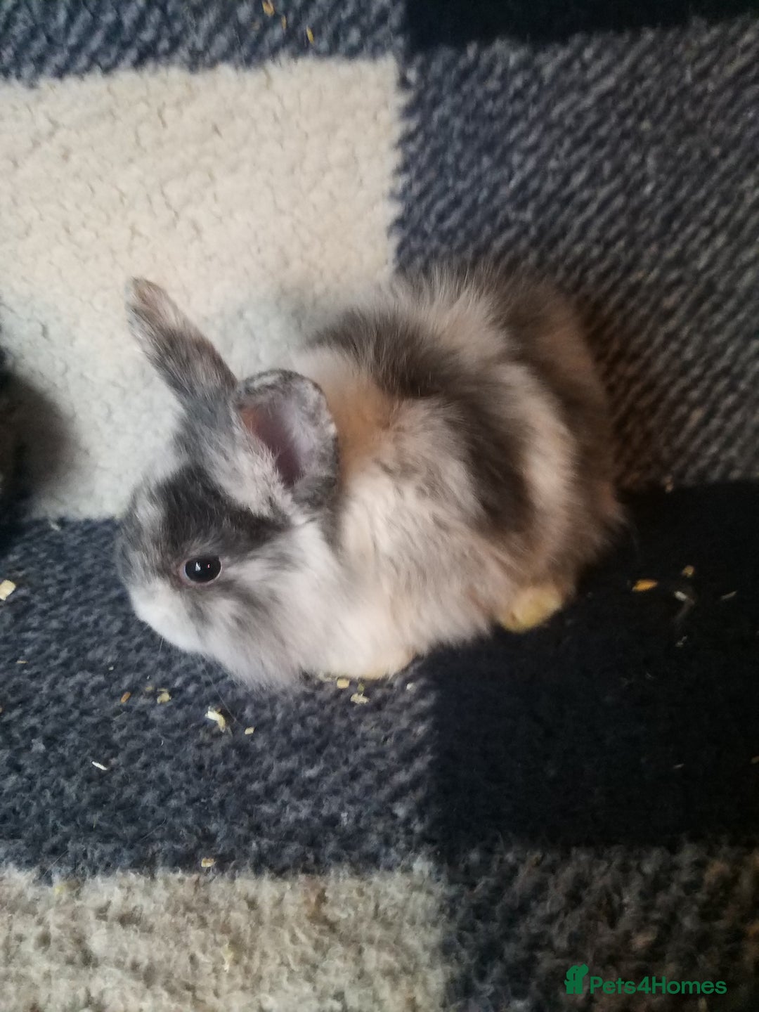 Lionhead rabbits for sale: Blue harlequin Mini lion lops  - Image 10