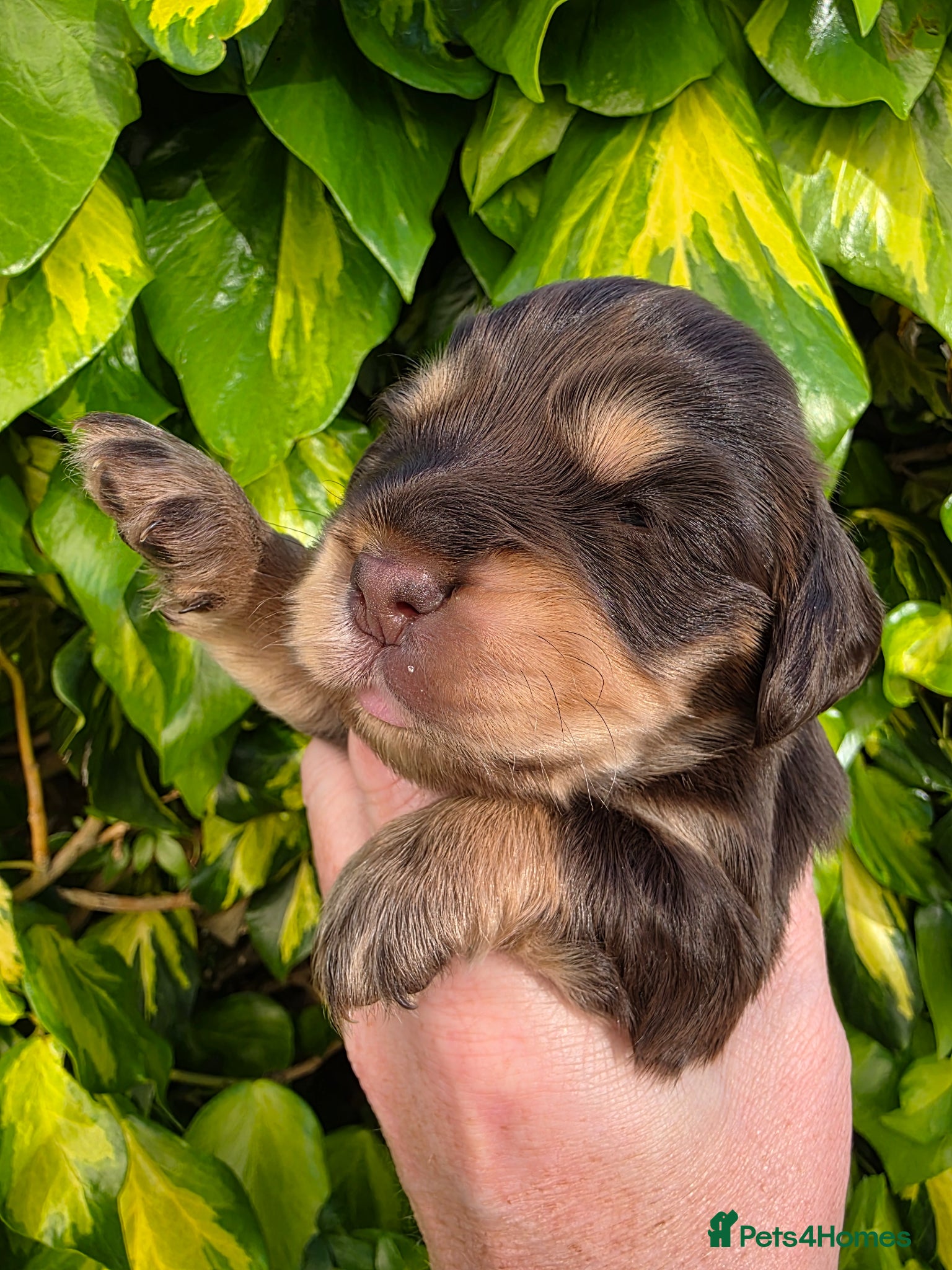Cocker Spaniel Puppy 3