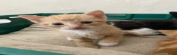 Mixed Breed cats for sale: Two gorgeous kittens - Advert 7