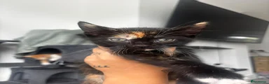 Mixed Breed 1