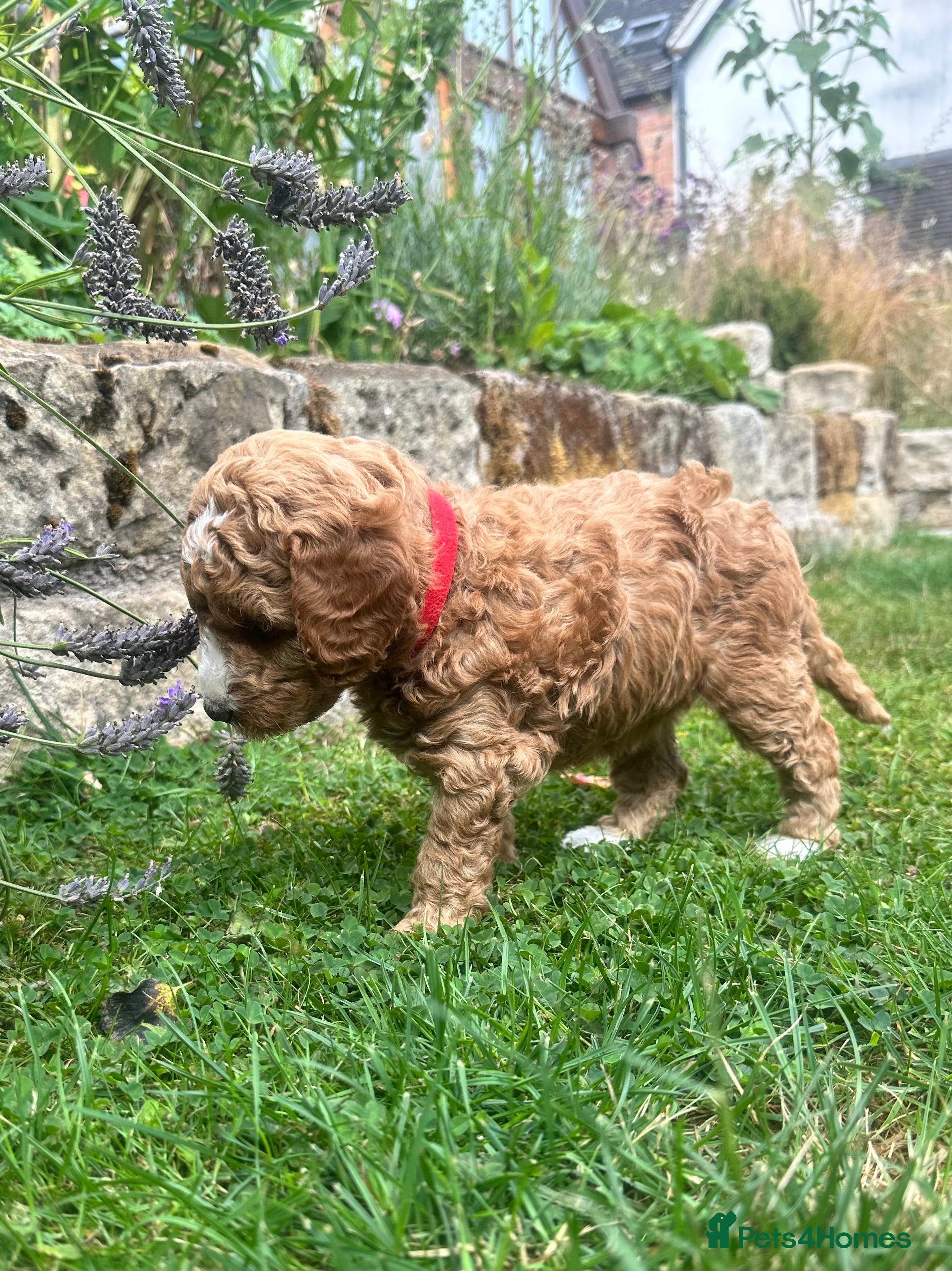 Mini Goldendoodle dogs Home reared miniature Goldendoodles - Advert 2