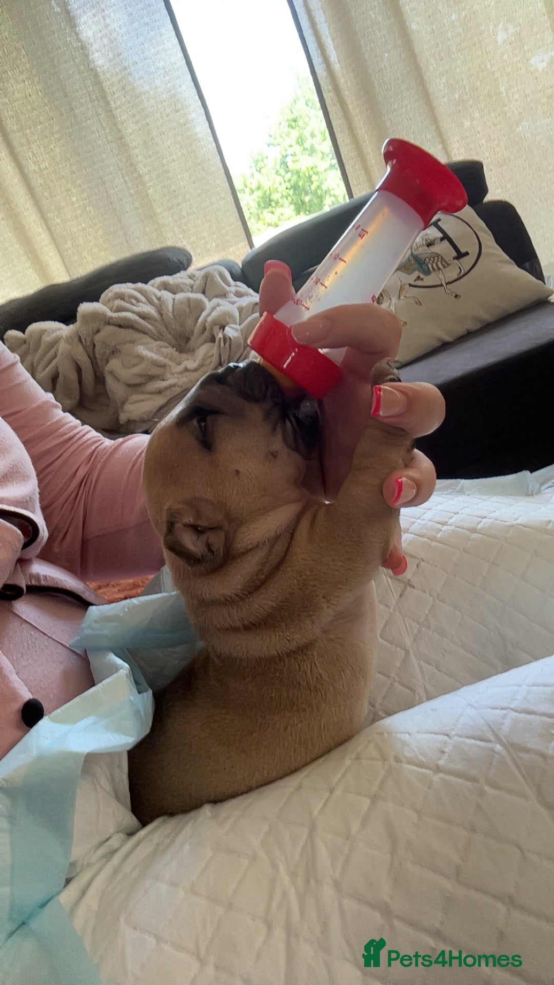American Bully dogs for sale: pocket bully puppies - Image 3