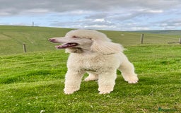 Standard Poodle dogs for sale: Stunning KC reg standard poodle  - Image 18