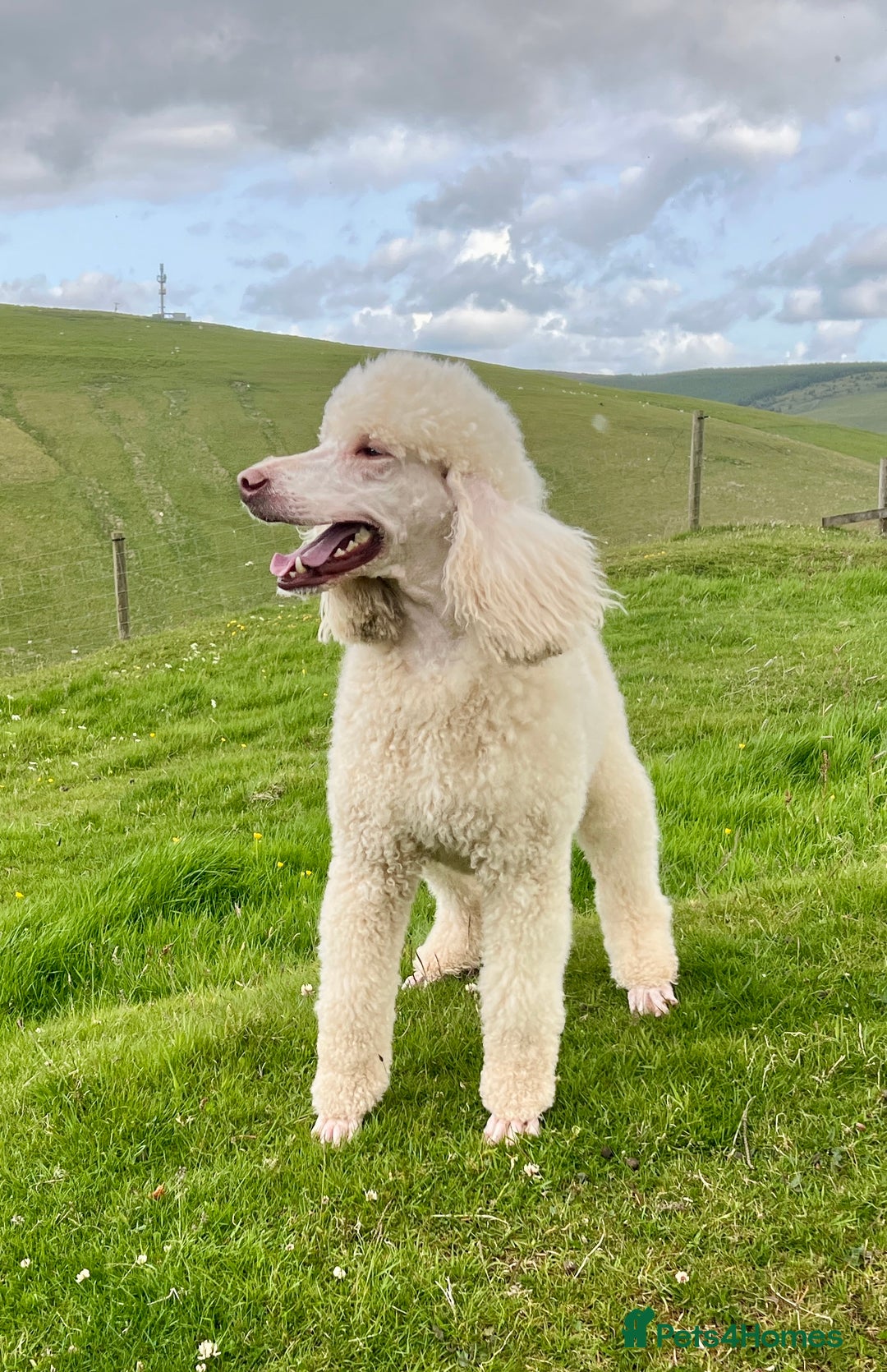 Standard Poodle dogs for sale: Stunning KC reg standard poodle  - Image 18