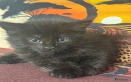Mixed Breed cats for sale: Long haired girl fluffy Kittens  - Image 36