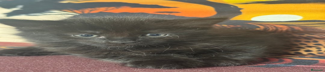 Mixed Breed Kitten 5