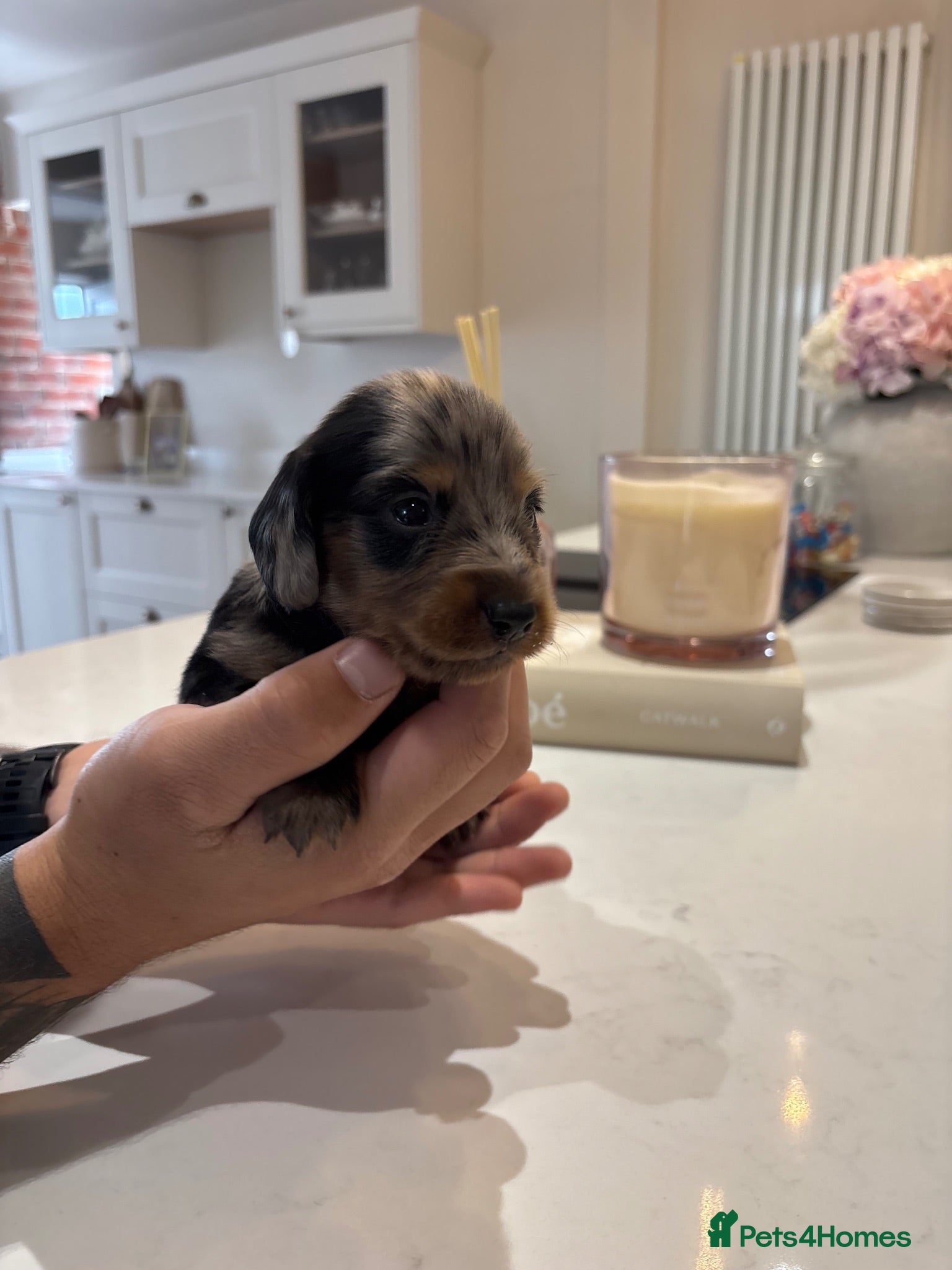 Miniature Dachshund dogs Long hair/short hair miniature dachshund💖 - Advert 1