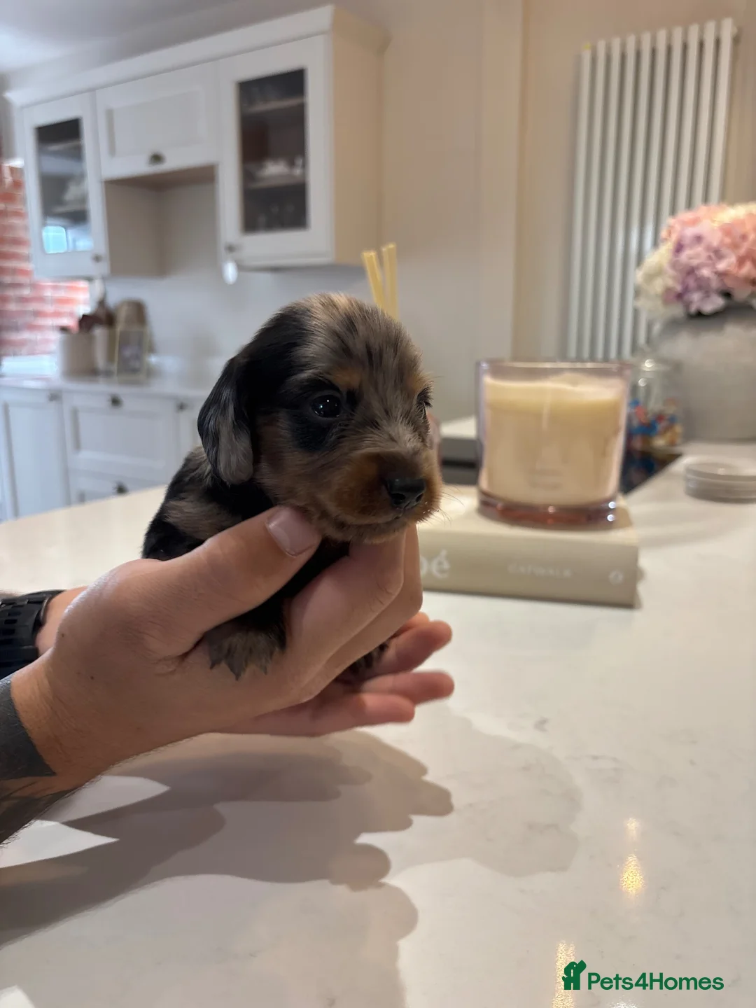 Miniature Dachshund dogs for sale: Long hair/short hair miniature dachshund💖 - Advert 1