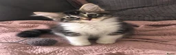 Maine Coon cats for sale: Exceptionally beautiful  blue-eyed main coon  - Advert 9