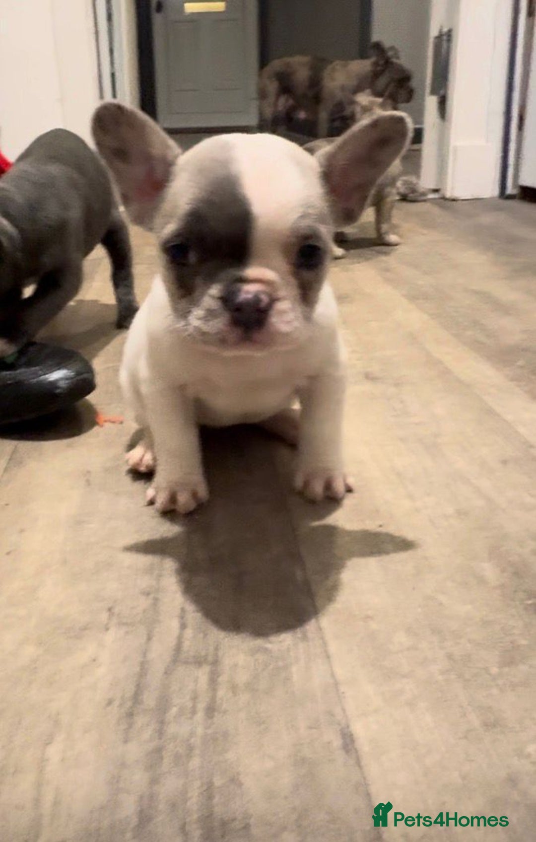 French Bulldog dogs for sale: 5 french bulldogs left!! Ready now! - Advert 25