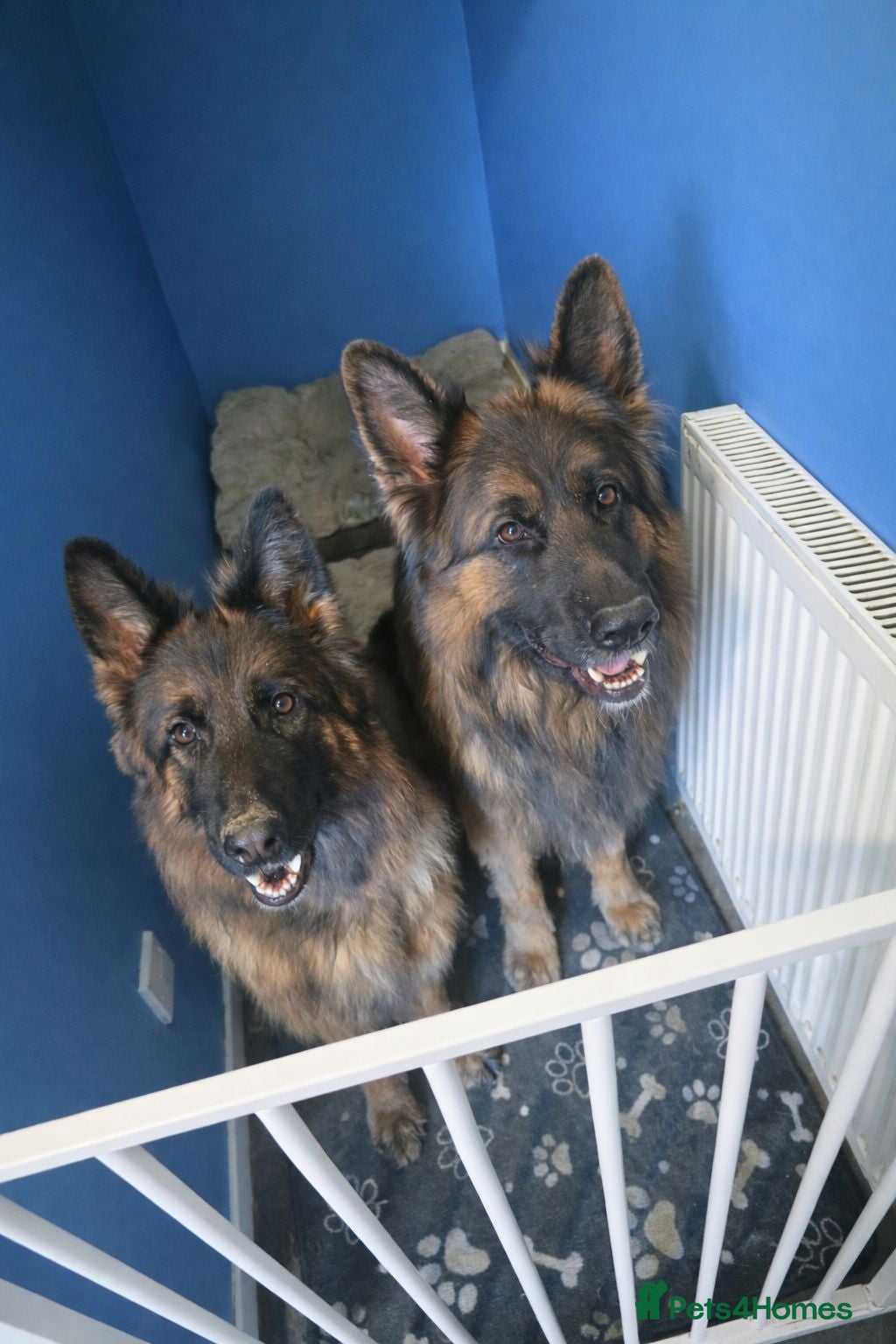 German Shepherd dogs Loving Home Needed for Bonded German Shepherd Pair - Advert 1