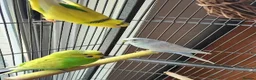 Parrots birds for sale: Premium Hand-Reared Parrots–Reserve Today in Leamington Spa - Advert 3