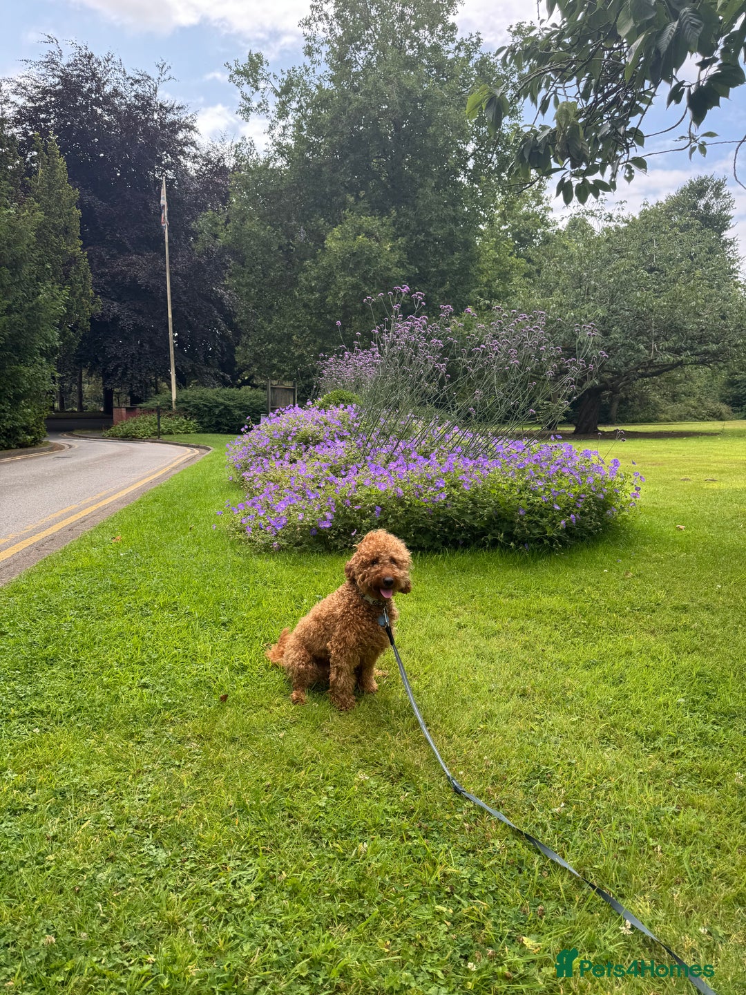 Miniature Poodle dogs for stud: Rufus  - Advert 16