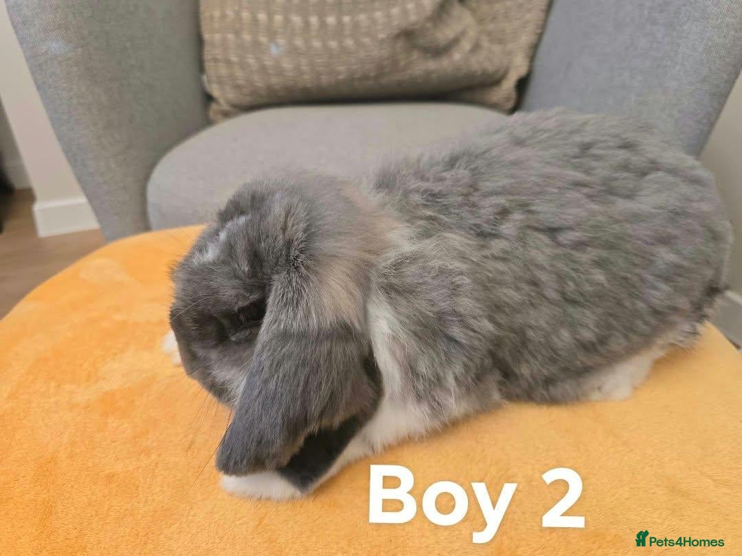 French Lop rabbits Pure Bread French Lops  - Advert 2