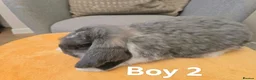 French Lop rabbits for sale: Pure Bread French Lops  - Advert 2