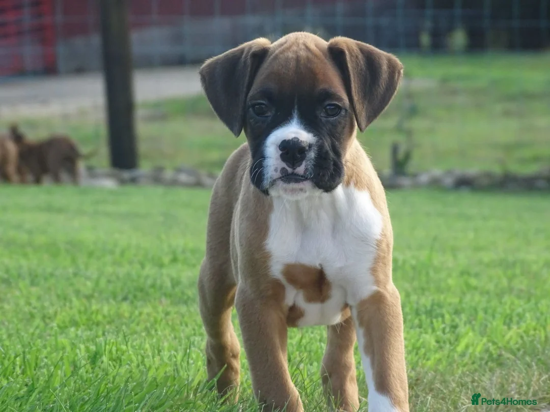 Boxer dogs for sale: Beautiful boxer puppies  - Advert 2