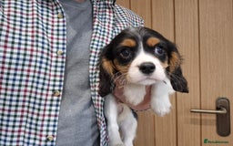Cavalier King Charles Spaniel dogs for sale: Cavalier King Charles Spaniels - Image 12