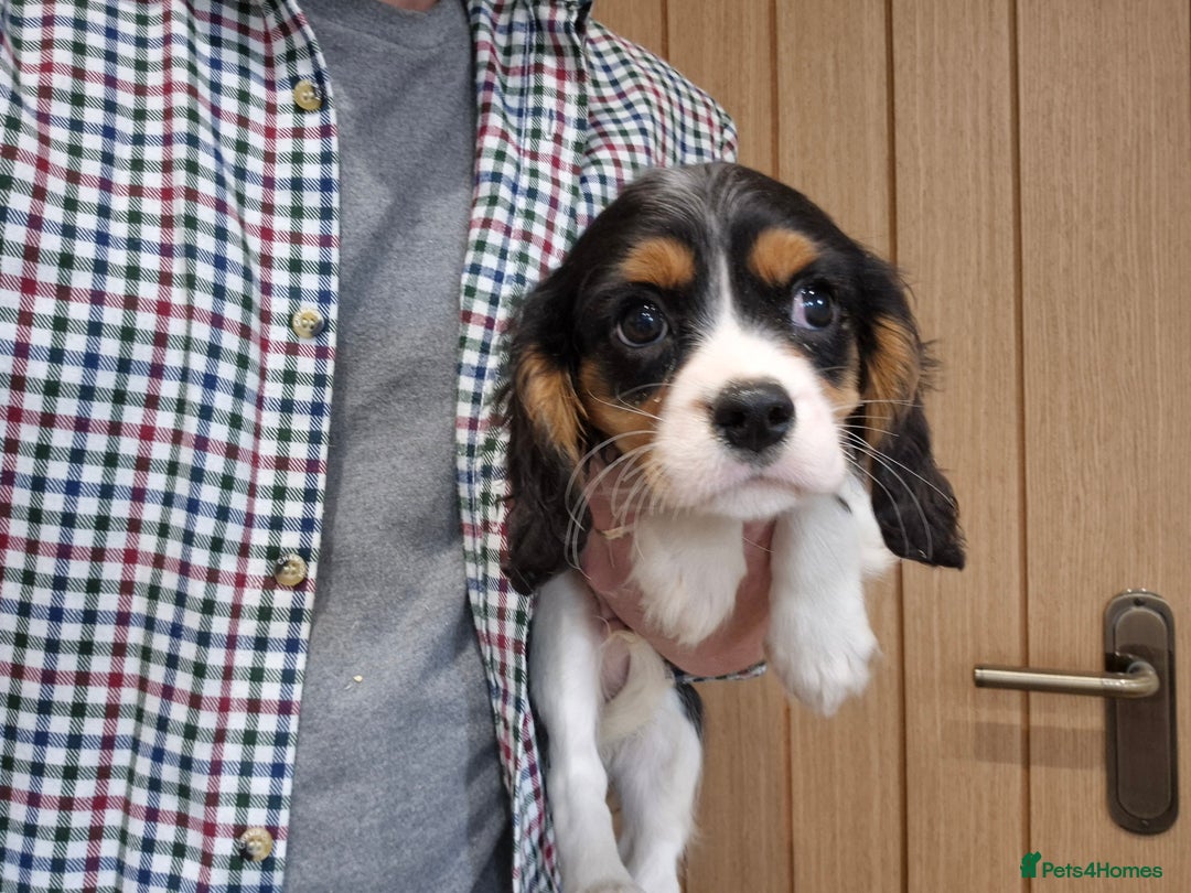 Cavalier King Charles Spaniel dogs for sale: Cavalier King Charles Spaniels - Image 12
