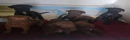Mixed Breed dogs for sale: Stunning 3/4 patterdale, 1/4 border terrier pups.  - Advert 6