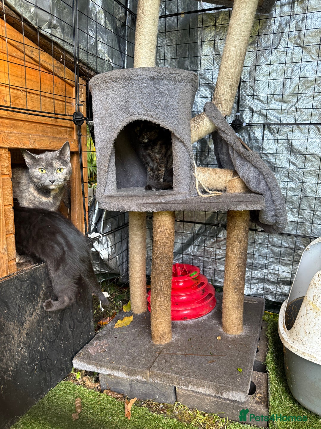 Mixed Breed cats for sale: 2 Female Mixed Breed kittens - Image 2