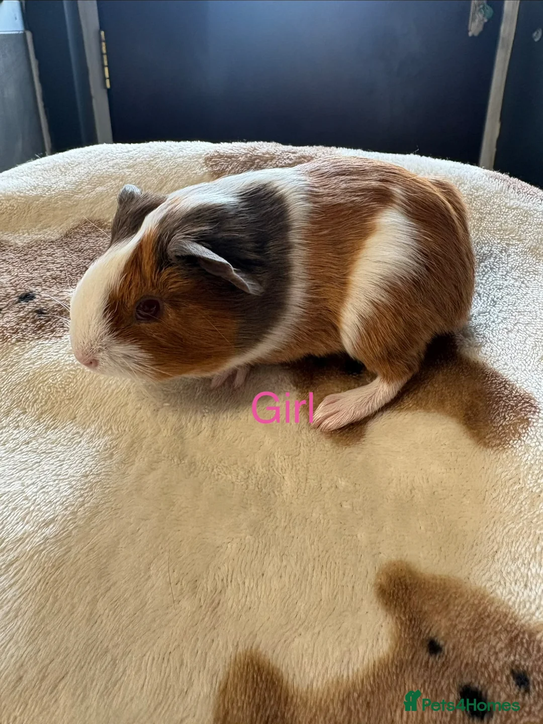 Guinea Pig rodents for sale: Baby Guinea Pigs looking for amazing forever homes - Advert 2