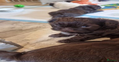 Shih Tzu dogs - Advert 9