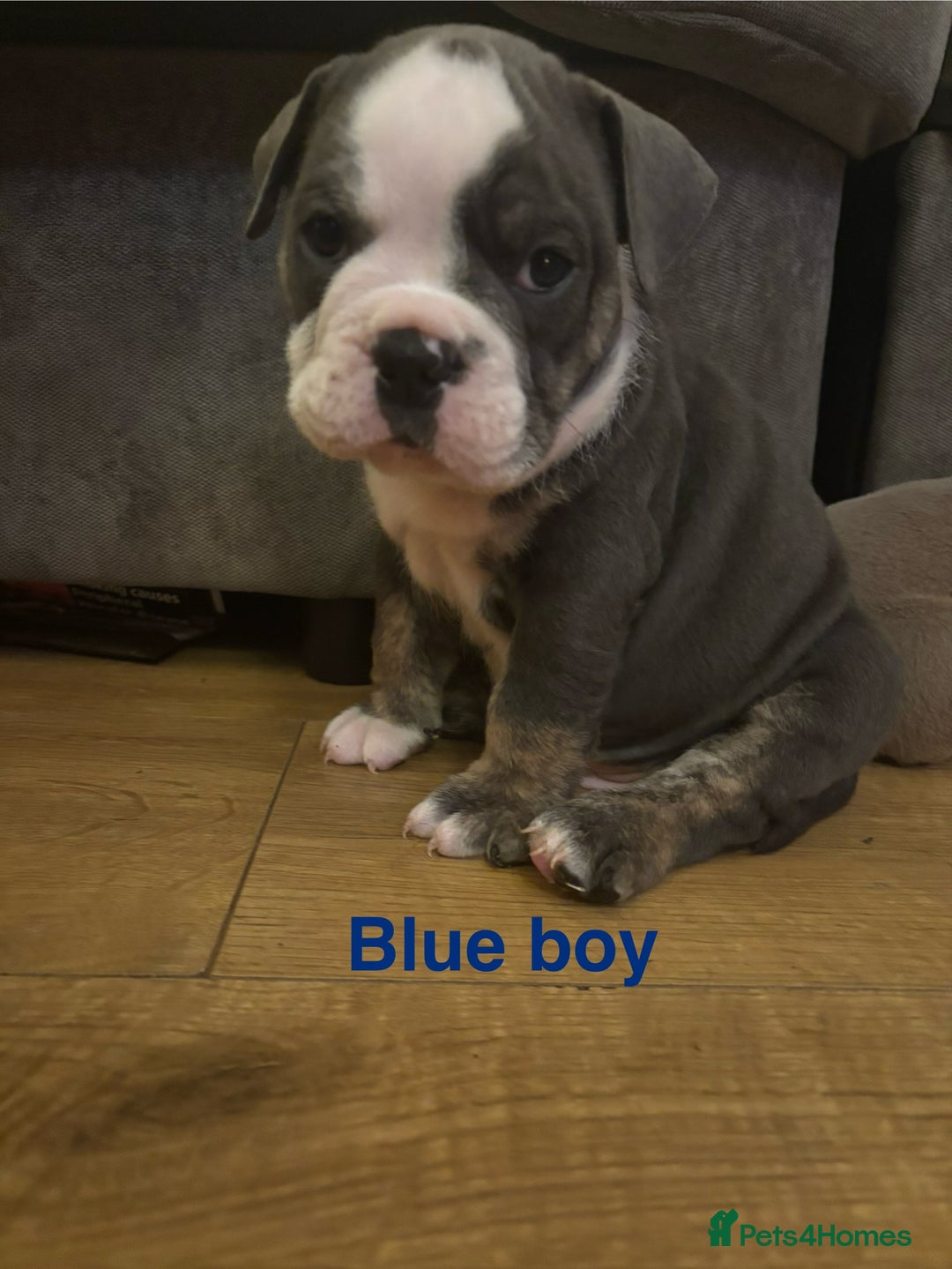 Olde English Bulldogge dogs for sale: Olde English bulldogs puppies  - Image 33