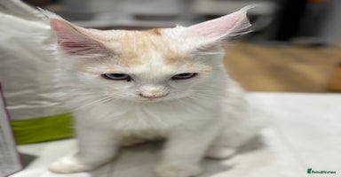 Maine Coon cats Maine Coon boy Blue Eyes very energetic Olivier - Advert 7