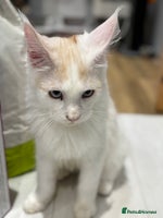 Maine Coon cats Maine Coon boy Blue Eyes very energetic Olivier - Advert 5