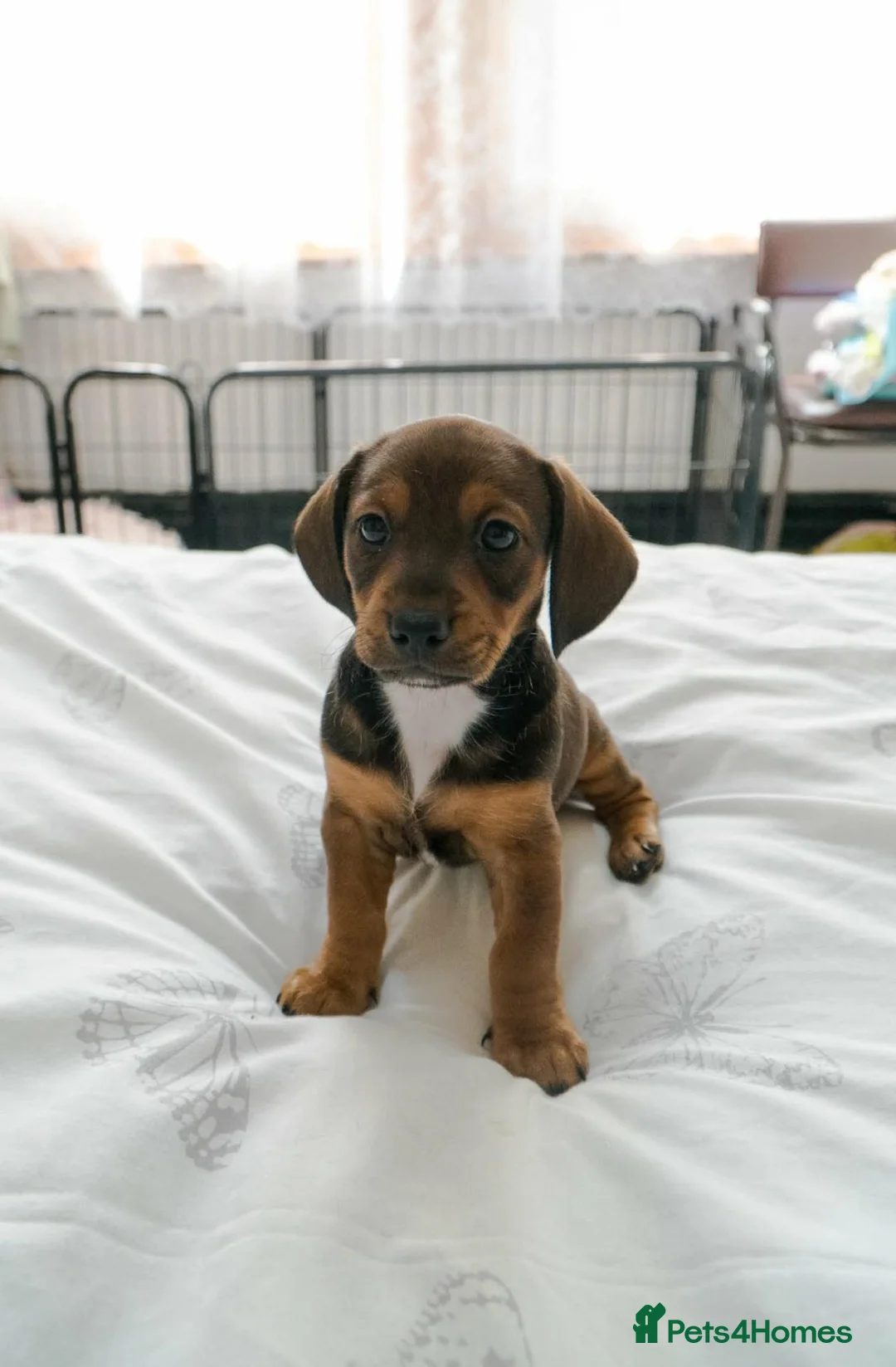 Mixed Breed dogs for sale: 🐾 UPCOMING ADORABLE PUPPIES FOR SALE🐾 in London - Advert 2