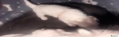 Bichon Frise 4