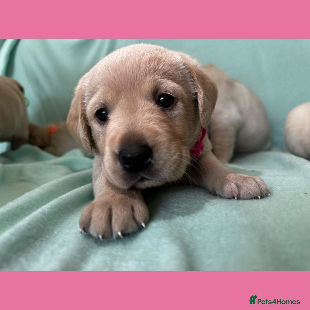 Goldador dogs *Gorgeous Goldador puppies* - Advert 1