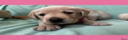 Goldador dogs for sale: *Gorgeous Goldador puppies* in Rotherham - Advert 10